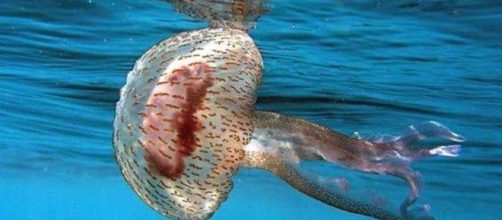 Invasione di meduse nel Fasanese