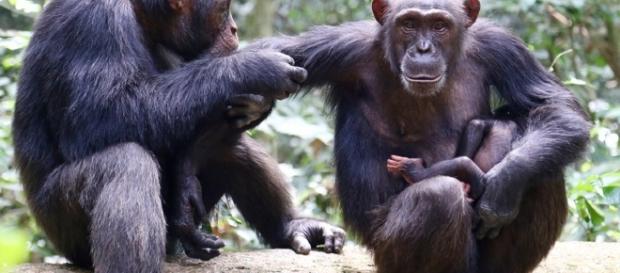 New Anthrax variant is causing havoc in Africa threatening chimp ... - zmescience.com New Anthrax variant is causing havoc in Africa threatening chimp ... - zmescience.com