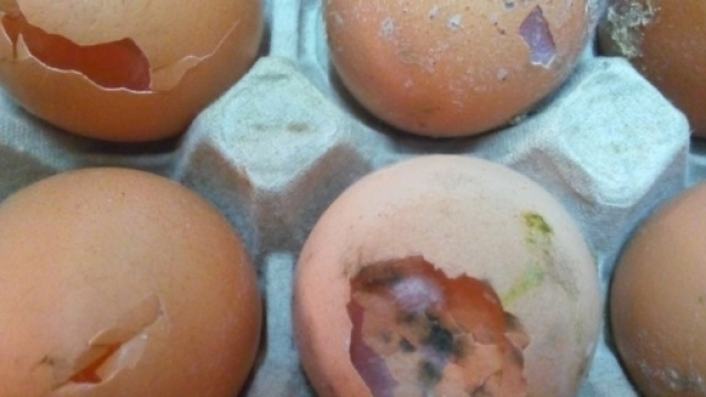 Uova contaminate spaventano Germania e Belgio.
