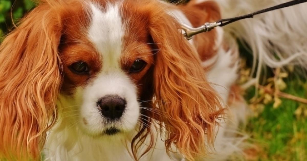 United Airlines Blamed After Family S Beloved Dog Dies On