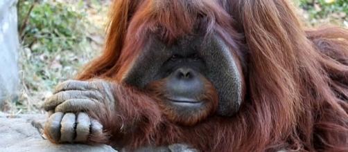 Chantek the orangutan has died at the age of 39 [Image: YouTube/AFP news agency]