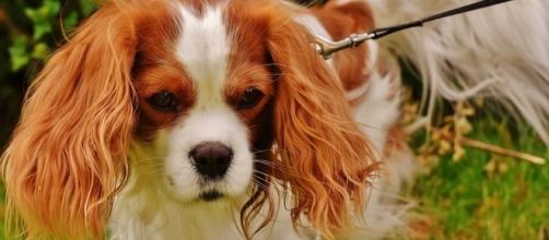 A Cavalier King Charles spaniel (similar to that pictured) died after a United flight was delayed for 2 hours [Image: Pixabay/CC0]