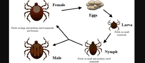 Life cycle of ticks - Image creatuve commons | Wikimedia