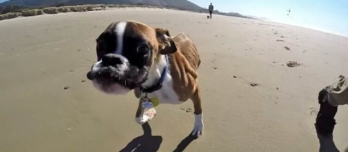Duncan Lou Who, the two-legged boxer, went missing after a road accident. [Image: YouTube/pandapawsrescue]