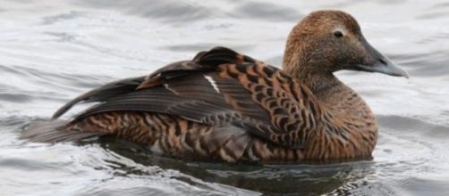 Female common eider photographed in Northern Iceland, with complex plumage pattern produced by melanin pigments. / Photo via Ismael Galván