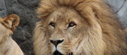 Free photo: Lion, Panthera Leo, Lioness - Free Image on Pixabay ... - pixabay.com