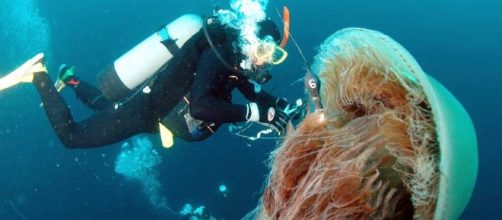 Meduse fino a 10kg trovate a largo della Sardegna.