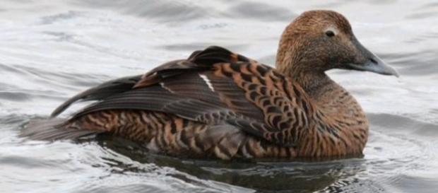 Female common eider photographed in Northern Iceland, with complex plumage pattern produced by melanin pigments. / Photo via Ismael Galván Female common eider photographed in Northern Iceland, with complex plumage pattern produced by melanin pigments. / Photo via Ismael Galván