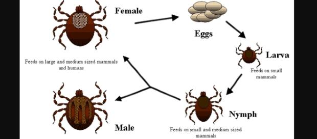 Life cycle of ticks - Image creatuve commons | Wikimedia Life cycle of ticks - Image creatuve commons | Wikimedia