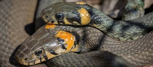 A new grass snake species has been identified in the UK [Image: Pixabay]