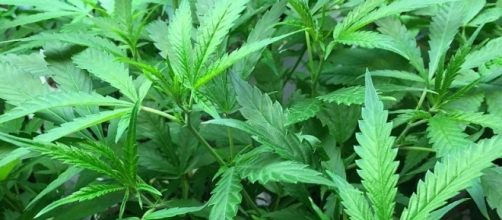 Marijuana Plant (credit – Jennifer Martin – wikimediacommons)