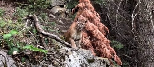Mountain lion spotted by two hikers on a High Sierra trail in California [Image: YouTube/Brian D]