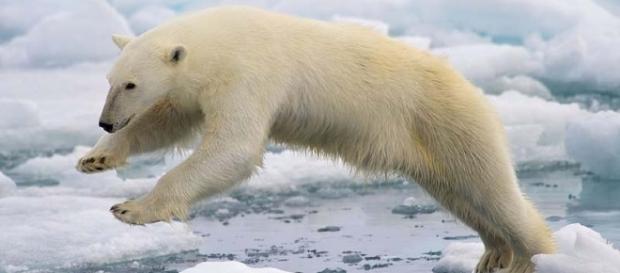 A polar bear in unfamiliar territory (Wikimedia Commons/Arturo de Frias Marques) A polar bear in unfamiliar territory (Wikimedia Commons/Arturo de Frias Marques)