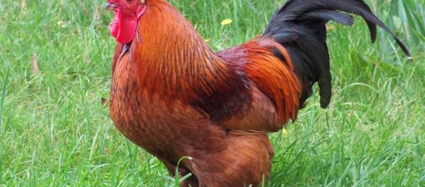 Free photo: Rhode Island Red, Rooster, Chicken - Free Image on ... - pixabay.com Free photo: Rhode Island Red, Rooster, Chicken - Free Image on ... - pixabay.com