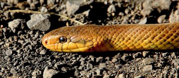 Snake - Free images on Pixabay - pixabay.com Snake - Free images on Pixabay - pixabay.com