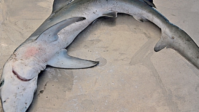 squalo volpe, pesca, mare, specie acquatiche