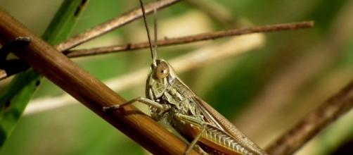 Locusts swarm. Image via Pixabay.