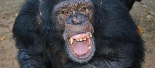 When panicked, human behavior can resemble chimp behavior https://www.flickr.com.