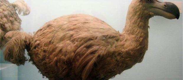 Replica de um dodô taxidermizado Replica de um dodô taxidermizado