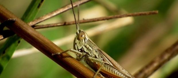 Locusts swarm. Image via Pixabay. Locusts swarm. Image via Pixabay.