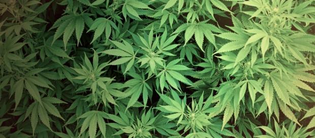 Marijuana | credit, Casino Connection, flickr.com Marijuana | credit, Casino Connection, flickr.com
