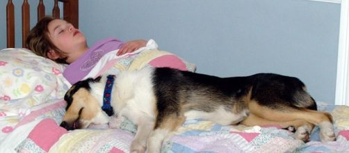 A new Mayo clinic study showed that letting dogs sleep in bedroom may provide better sleep quality- David Shankbone/ Wikimedia Commons