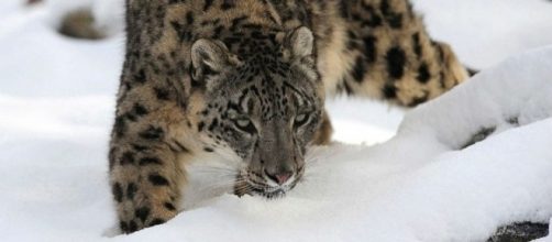 Il leopardo delle nevi fuori pericolo d'estinzione (foto: internet)