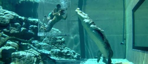 In un parco acquatico australiano per 110 euro vivi l'emozione di essere, quasi, divorato da un coccodrillo.