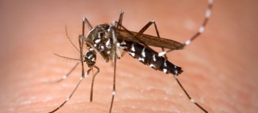 Zanzara tigre responsabile della Chikungunya