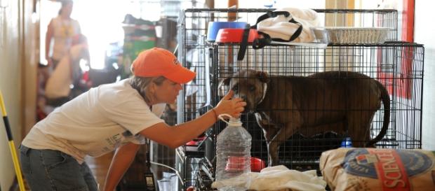 Animal Shelters preparing for Hurricane Irma. Photo Source: Wikimedia Animal Shelters preparing for Hurricane Irma. Photo Source: Wikimedia