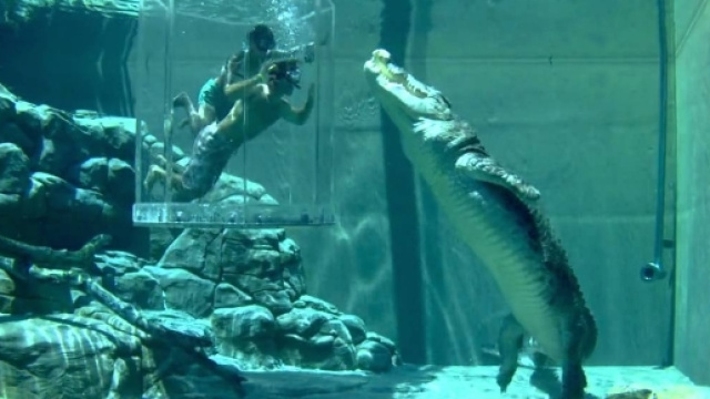 In un parco acquatico australiano per 110 euro vivi l'emozione di essere, quasi, divorato da un coccodrillo.