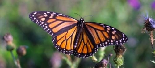 Monarch Butterfly by skeeze - pixabay
