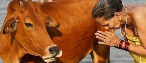 India, il partito indù chiede di istituire il ministero delle mucche - ilmessaggero.it