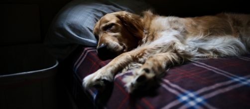 Study says having a dog in your bedroom helps sleep | Image Credit: Pixabay