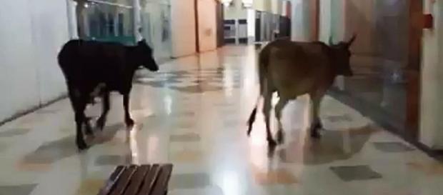 Duas vacas passeando no shopping Duas vacas passeando no shopping