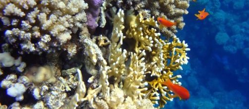 Coral Reefs - Image Credit: Dino van doorn / Wikimedia