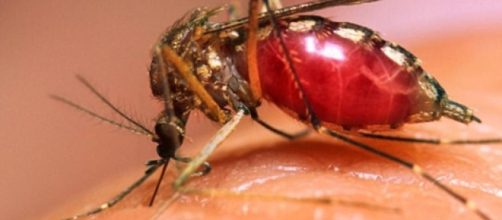 La malaria : cos'è, come funziona e come si trasmette