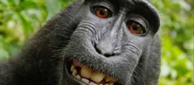 Famous selfie taken by Naruto the macaque may finally do a little good for his species per settlement terms. Screencap US News & More/YouTube Famous selfie taken by Naruto the macaque may finally do a little good for his species per settlement terms. Screencap US News & More/YouTube