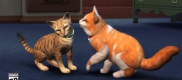 The latest screenshot for "The Sims 4" Cats and Dogs Expansion Pack teases a glimpse at the new Bridleton Bay world. The Sims/YouTube The latest screenshot for "The Sims 4" Cats and Dogs Expansion Pack teases a glimpse at the new Bridleton Bay world. The Sims/YouTube