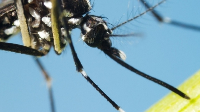 Casi di Chikungunya ad Anzio, stop alle donazioni sangue: ecco ... - improntaunika.it