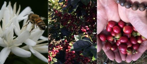 Coffee pollination and growth | Thichcoffee | Wikimedia