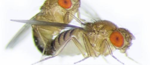 La mosca que eyacula espermatozoides 20 veces más grandes que su ... - elpais.com
