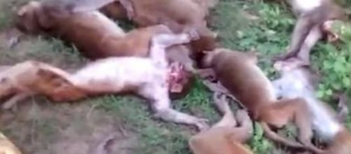 India, dodici scimmie terrorizzate muoiono nello stesso momento