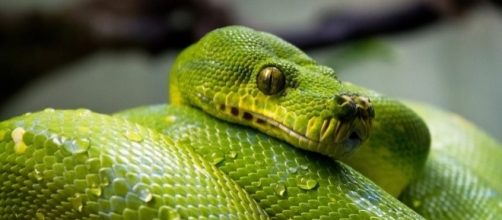 Un esemplare di pitone verde originario dell'Australia.