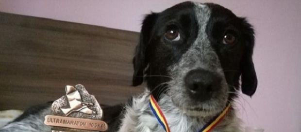 A alergat cu maratoniştii 105 kilometri prin munţi. Finalul a fost însă grandios A alergat cu maratoniştii 105 kilometri prin munţi. Finalul a fost însă grandios