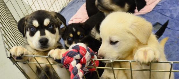 All patients sickened by the outbreak came in contact with puppies sold at Petland- James Brooks/ Flickr All patients sickened by the outbreak came in contact with puppies sold at Petland- James Brooks/ Flickr