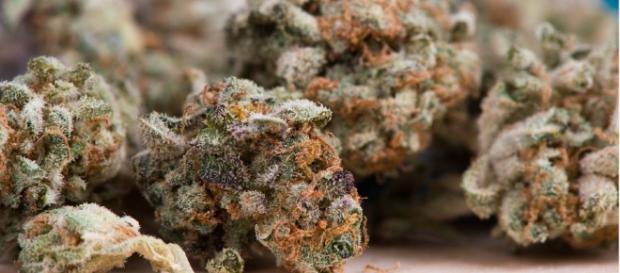 Cannasbis, Marijuana - msqrd2 - pixabay Cannasbis, Marijuana - msqrd2 - pixabay