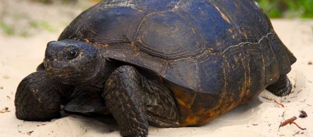Image of a turtle in Florida via Wikimedia Commons. Image of a turtle in Florida via Wikimedia Commons.