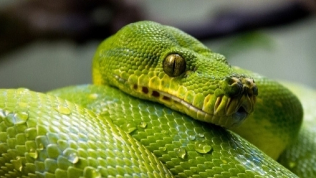 Un esemplare di pitone verde originario dell'Australia.