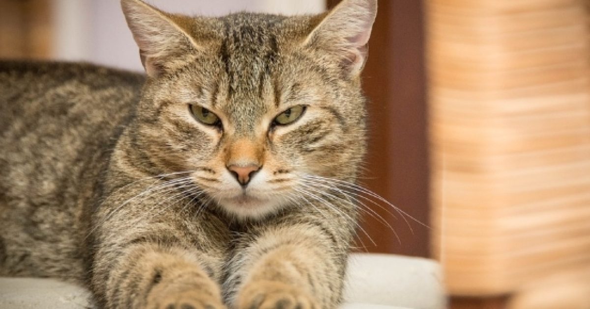 Beware of cats. Experts find link between cat parasites, neurological ...